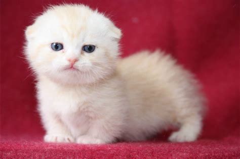 15 Amazingly Cute Scottish Fold Munchkin Kittens - Bone & Yarn