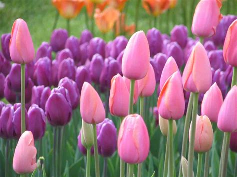 Beautiful Tulips | Beautiful Wallpapers