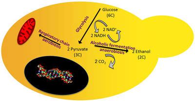 Yeast Ethanol Fermentation - microbewiki