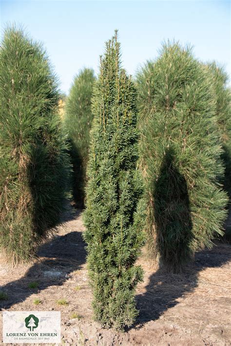 Taxus baccata 'Fastigiata Robusta' | Baumschule LvE