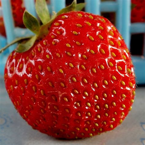 100Pcs Giant Red Strawberry Seeds Rarest Heirloom Super Giant Japan ...