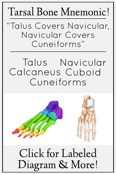 Click for a mnemonic of the tarsal bones of the foot! Learn the anatomy ...