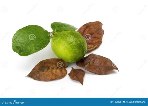 Lemon Dried Leaves Isolated on White Background Stock Image - Image of healthy, juicy: 133855145