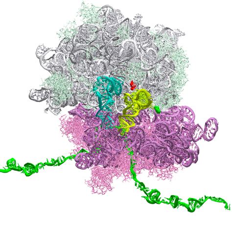 Choreographed movement – unlocking the inner workings of the ribosome ...