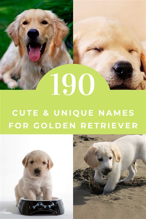 Golden Retriever Names Unique