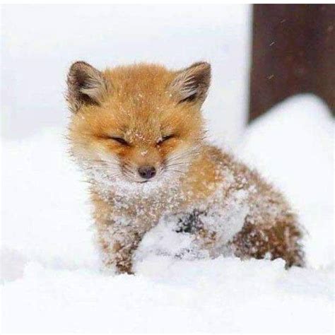 Cute baby fox in the snow! : r/EverythingFoxes