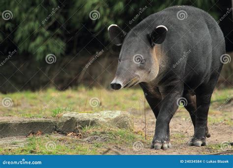 Baird s tapir stock photo. Image of strolling, nature - 24034584