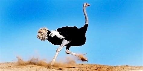 Ostrich – the biggest bird in the world | DinoAnimals.com