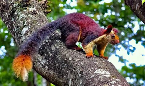 Did you know there is a giant rainbow colored squirrel native to India? | O-T Lounge