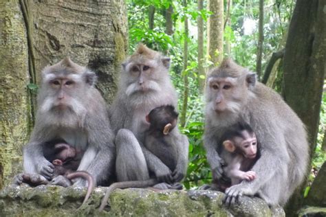 Ubud Monkey Forest | Bali Sun Tours