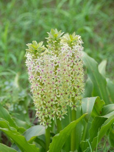 Pineapple Lily Care: How To Grow A Pineapple Lily Flower