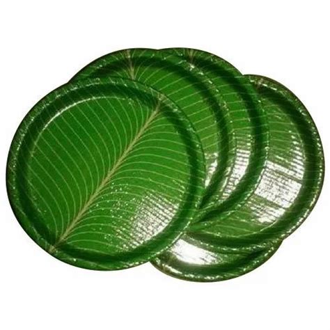 Green Circular Disposable Paper Plate, For Event and Party Supplies ...