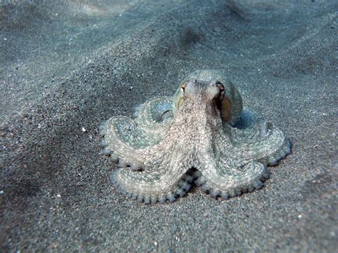 Simulated Octopus Skin May Be the Future of Camouflage - Atlas Obscura