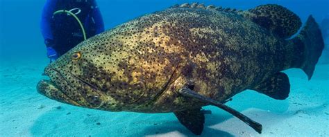 Massive Goliath Grouper Snatches Shark In Single Bite - ABC News