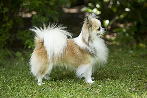 Chihuahua (Long Coat) | Breeds A to Z | The Kennel Club