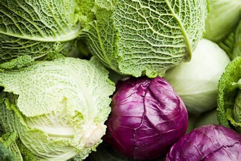 Four Varieties of Cabbage and Their Uses