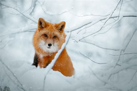 nature, fox, animals, snow, winter, cold, mammals HD Wallpaper