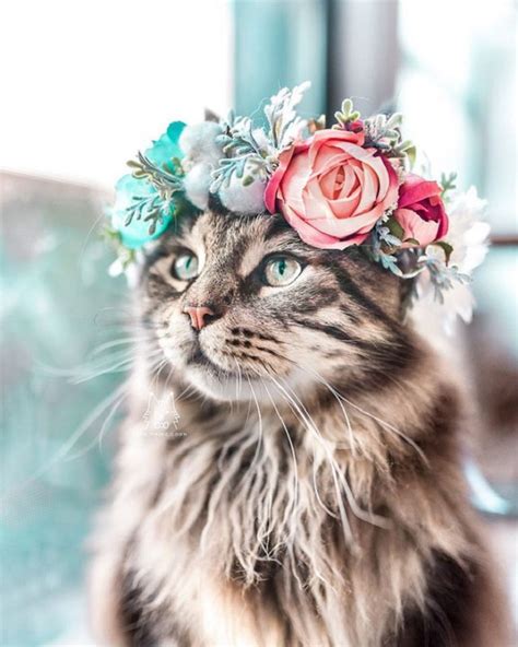 College Professor makes awesome flower crowns for animals