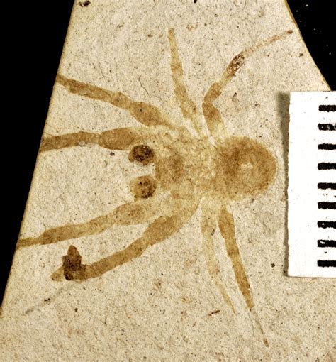 Colorado Earth Science: A Short Note on Fossil Spiders from Florissant