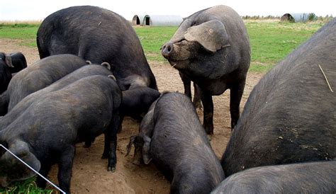 Breed Profile: Get To Know Large Black Hogs - Hobby Farms