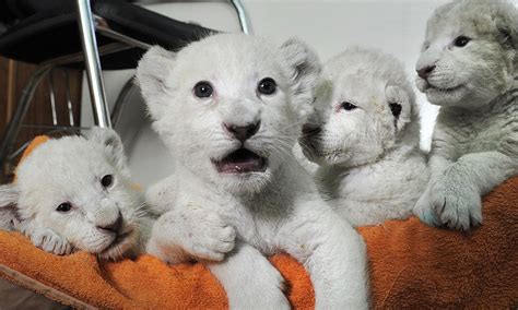 Zoo keepers get a shock after five ultra-rare white lion cubs are born in captivity to tawny ...