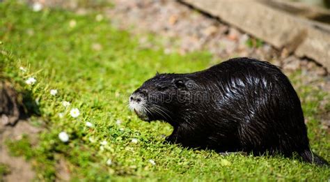 Nutria in river habitat stock image. Image of natural - 148365109