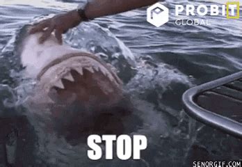 Shark-attack-animated GIFs - Get the best GIF on GIPHY