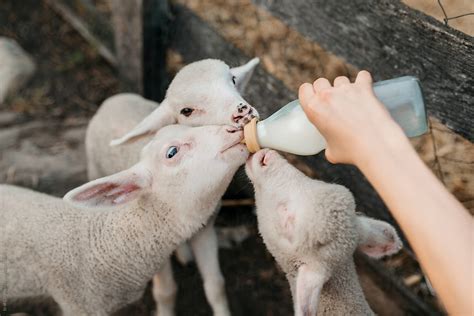 Farm girl feeding animals by Brat Co - Stocksy United