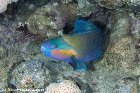 Parrotfish – image gallery | marine species information | diving photos | underwater videos