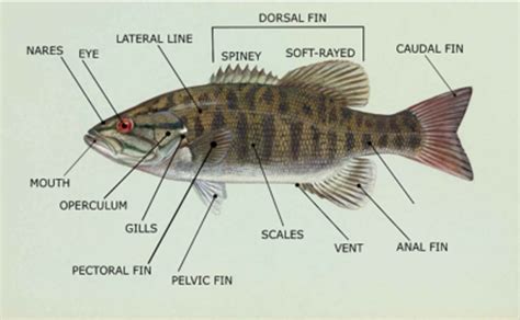 Fish Anatomy - [Internal & External Diagrams!] | N1 Outdoors