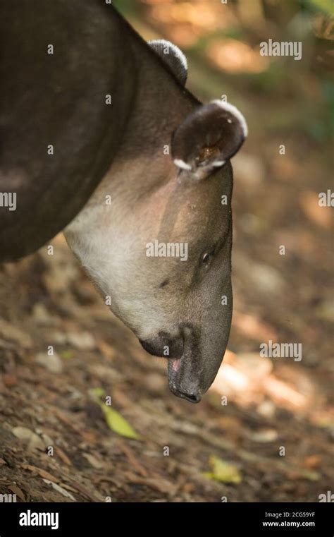 Baird's tapir - Costa Rica Stock Photo - Alamy