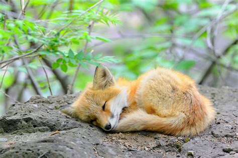 Are foxes endangered