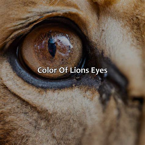 What Color Eyes Do Lions Have - colorscombo.com