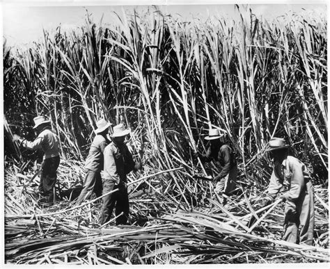 Say Goodbye To Hawaii's Last Sugar Plantation - Honolulu Civil Beat