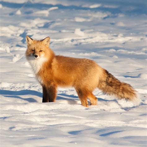 Uneasy neighbours: red foxes and arctic foxes in the north - Yukon Wildlife Preserve