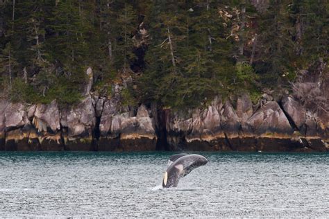 Breaching Orca | Photos by Ron Niebrugge