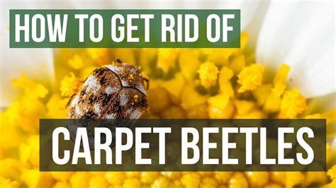 How To Get Rid Of Carpet Beetles Soffa Magazine