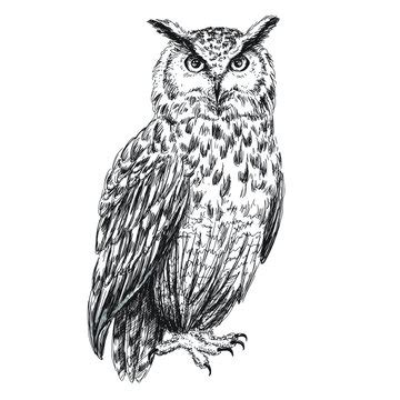 Pen & Ink Art & Collectibles Drawing & Illustration Pen and Ink Drawing Owl Art Ink Art Black ...