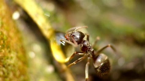 Ant feeding | dave sciberras | Flickr