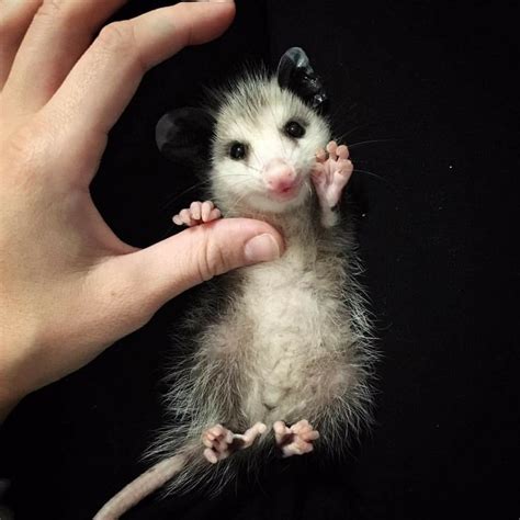 Opossum | Silly animals, Cute baby animals, Cute funny animals