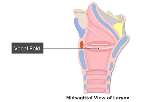 Vocal Folds Anatomy