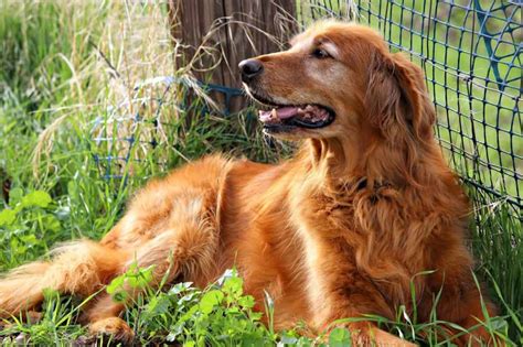 Golden Retriever Rescues In Michigan (Adopt A Golden Retriever Near You ...