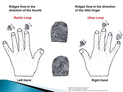 Ulnar Loop Vs Radial Loop Fingerprint