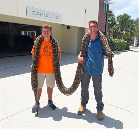 Snake hunters nab 19-foot-long Burmese python in Florida