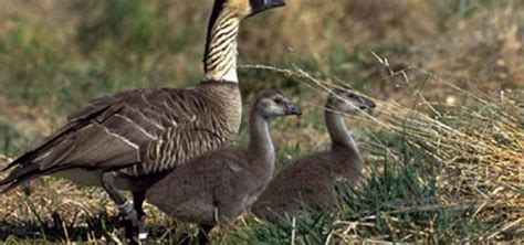 Birdwatching on the Big Island of Hawaii