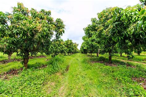 Mango orchards | Stock image | Colourbox