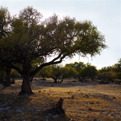 The Curious Story of Argan Oil: A Miracle in the Moroccan Desert ...