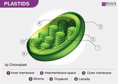 Explain Different Types of Plastids Their Pigments and Functions