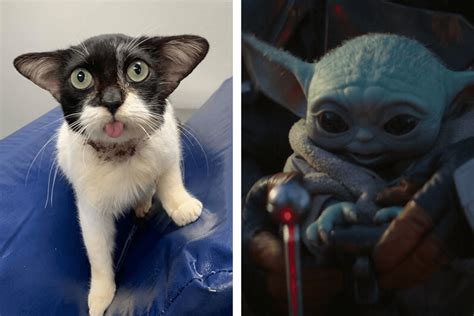 Adorable Cat Goes Viral for Her Resemblance to Baby Yoda! Yoda Cat, Upper Respiratory Infection ...