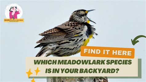 Identifying Meadowlark Species